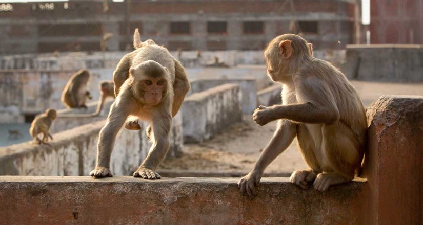 RGS (With IBG) Talk: Fredi Devas 'Planet Earth II: Cities'