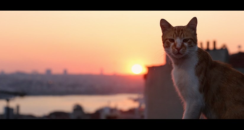 Kedi