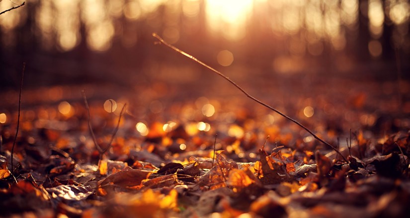 Autumn Song